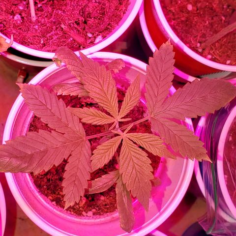 Unknown strain growlog photo: These two got topped.  One is a duplicate picture.  Kinda showing before/after.  Brighter photo is before, darker is after 