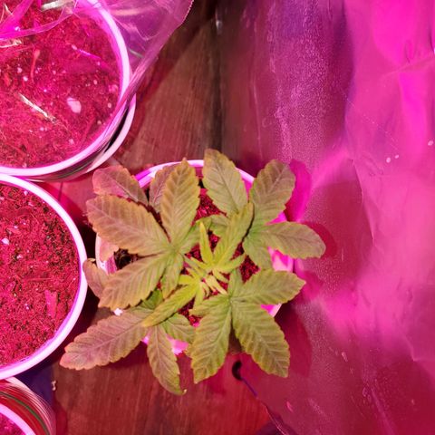 Unknown strain growlog photo: Looking good, waiting to grow a bit more before topping