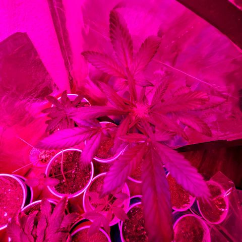 Unknown strain growlog photo: This one is looking great,  can't say it enough.   But she is looking great
