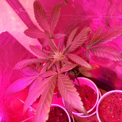 Unknown strain growlog photo: This one is looking great,  can't say it enough.   But she is looking great