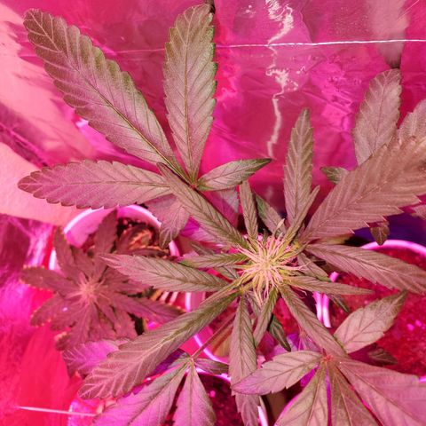 Unknown strain growlog photo: This one is looking great,  can't say it enough.   But she is looking great