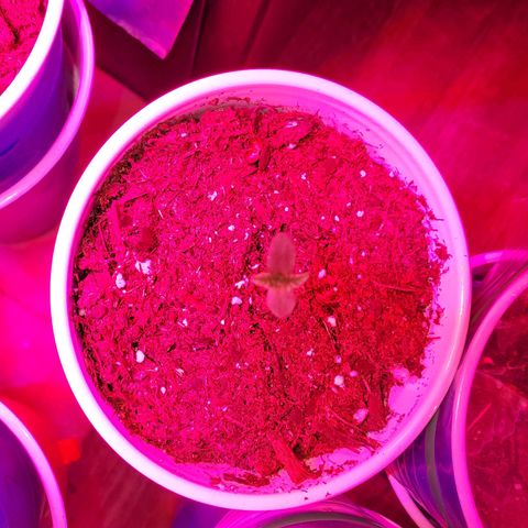 Unknown strain growlog photo: The newborns are looking good.  Had to kill two.  Not wasting time trying to save them