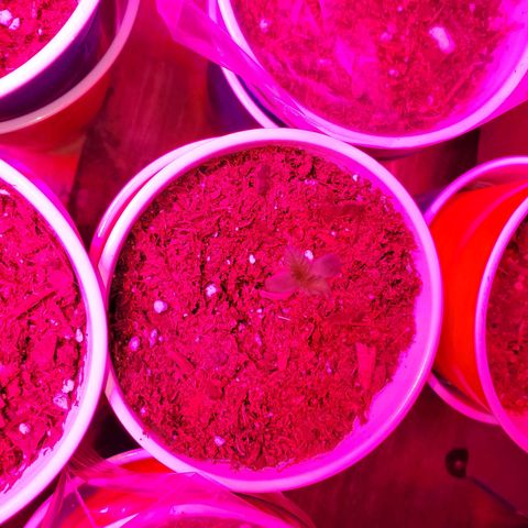 Unknown strain growlog photo: The newborns are looking good.  Had to kill two.  Not wasting time trying to save them