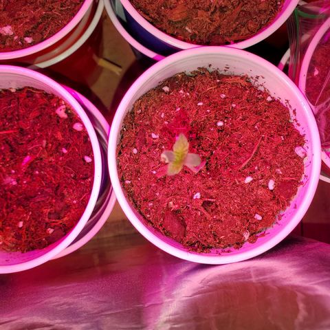 Unknown strain growlog photo: The newborns are looking good.  Had to kill two.  Not wasting time trying to save them