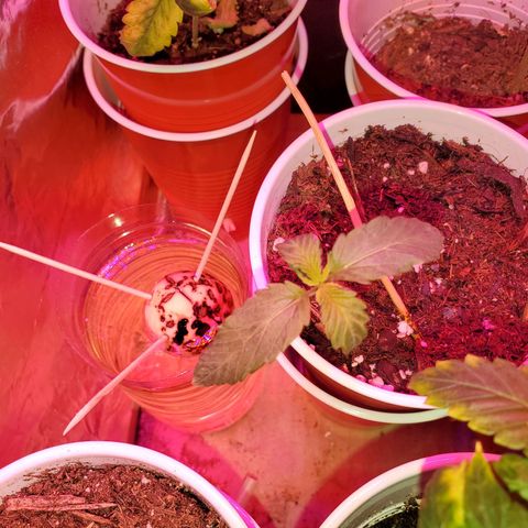 Unknown strain growlog photo: The newborns are looking good.  Had to kill two.  Not wasting time trying to save them
