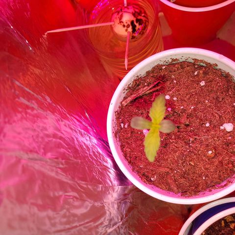 Unknown strain growlog photo: The newborns are looking good.  Had to kill two.  Not wasting time trying to save them