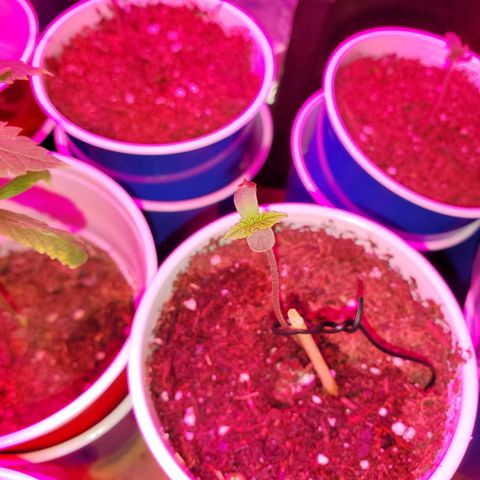 Unknown strain growlog photo: The newborns are looking good.  Had to kill two.  Not wasting time trying to save them