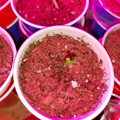 Unknown strain growlog photo: The newborns are looking good.  Had to kill two.  Not wasting time trying to save them
