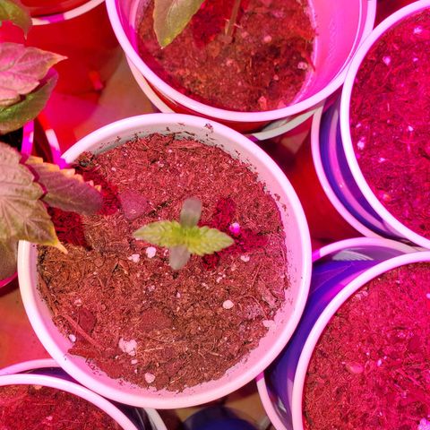 Unknown strain growlog photo: The newborns are looking good.  Had to kill two.  Not wasting time trying to save them