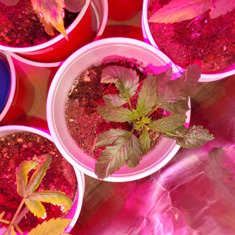 Unknown strain growlog photo: Existing ones are looking great since OH was corrected to 6.3 to 6.5.  Colors are returning to normal.  Tap water's PH is 6.8 - 7.0.  