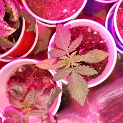 Unknown strain growlog photo: Existing ones are looking great since OH was corrected to 6.3 to 6.5.  Colors are returning to normal.  Tap water's PH is 6.8 - 7.0.  