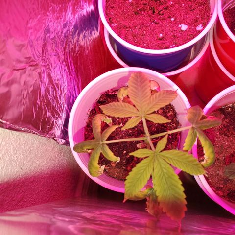 Unknown strain growlog photo: Existing ones are looking great since OH was corrected to 6.3 to 6.5.  Colors are returning to normal.  Tap water's PH is 6.8 - 7.0.  