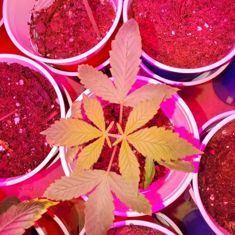 Unknown strain growlog photo: Existing ones are looking great since OH was corrected to 6.3 to 6.5.  Colors are returning to normal.  Tap water's PH is 6.8 - 7.0.  