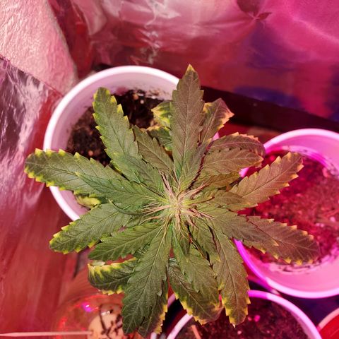 Unknown strain growlog photo: Bud formation is looking great.  2 more weeks hopefully.  Keeping a close eye on this
