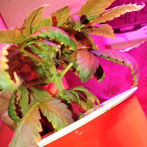 Unknown strain growlog photo: This one is budding nicely.  Calyxes are looking great with a lot of Trichomes