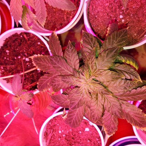 Unknown strain growlog photo: This one is budding nicely.  Calyxes are looking great with a lot of Trichomes
