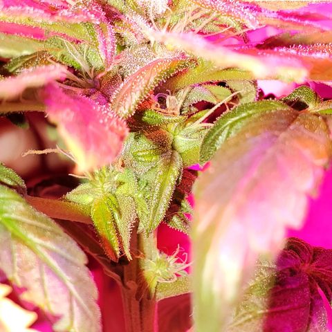 Unknown strain growlog photo: Forming very nicely