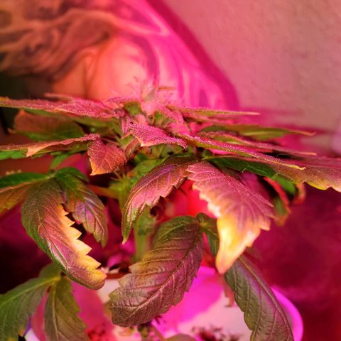 Unknown strain growlog photo: Forming very nicely
