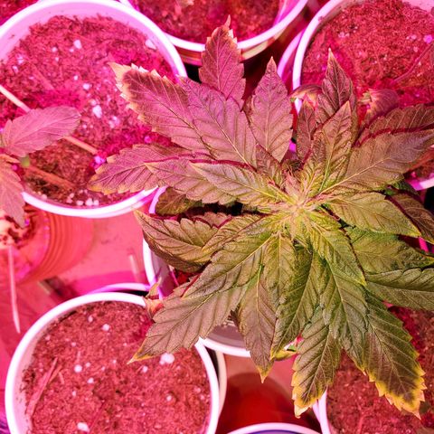 Unknown strain growlog photo: The more mature girls