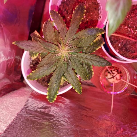Unknown strain growlog photo: The more mature girls