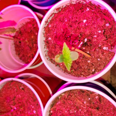 Unknown strain growlog photo: Topped ones seem to be doing really well