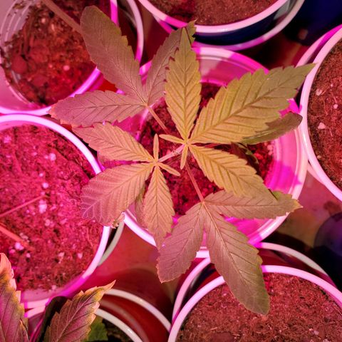 Unknown strain growlog photo: Topped ones seem to be doing really well