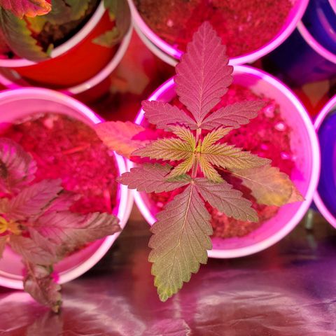 Unknown strain growlog photo: Topped ones seem to be doing really well