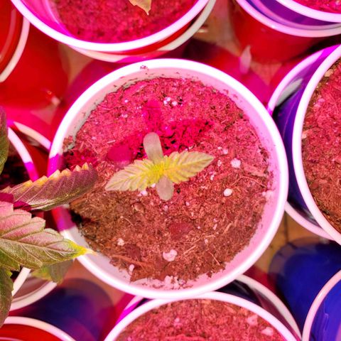 Unknown strain growlog photo: Topped ones seem to be doing really well