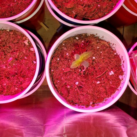 Unknown strain growlog photo: Topped ones seem to be doing really well