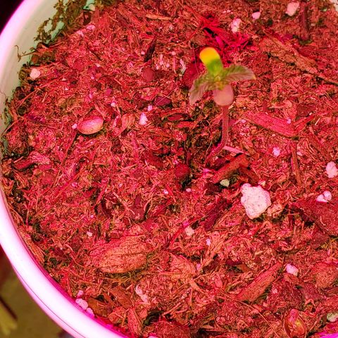 Unknown strain growlog photo: Topped ones seem to be doing really well