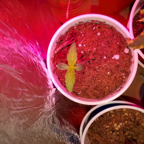 Unknown strain growlog photo: Topped ones seem to be doing really well