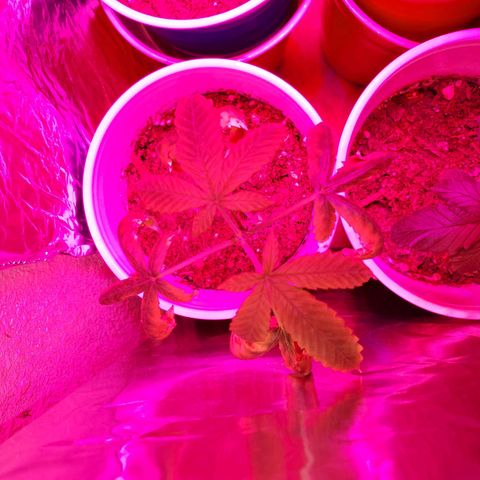 Unknown strain growlog photo: Topped ones seem to be doing really well