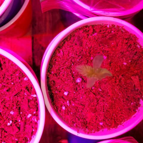 Unknown strain growlog photo: More babies!