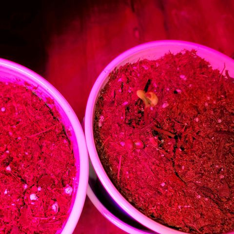 Unknown strain growlog photo: More babies!