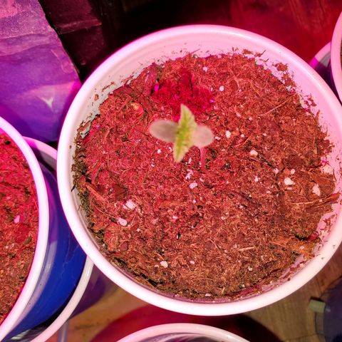 Unknown strain growlog photo: More babies!