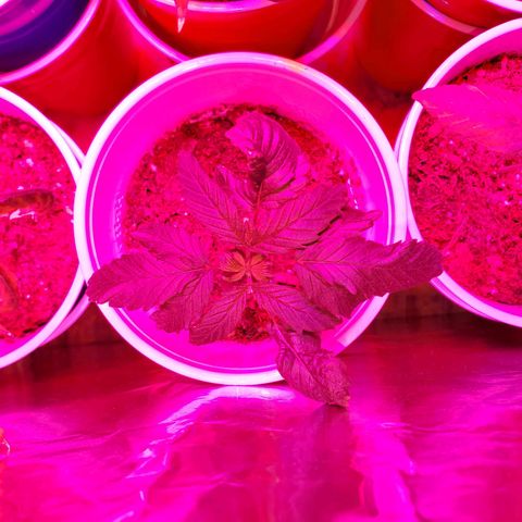 Unknown strain growlog photo: Topped ones seem to be doing really well