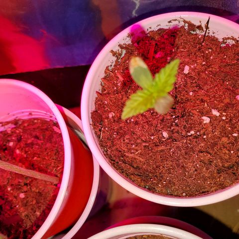 Unknown strain growlog photo: More babies!