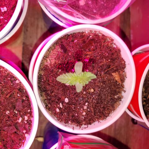 Unknown strain growlog photo: All newborns are looking good,  got root hormones and water today
