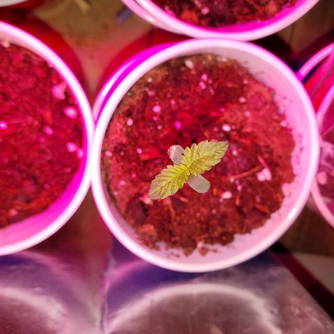 Unknown strain growlog photo: All newborns are looking good,  got root hormones and water today