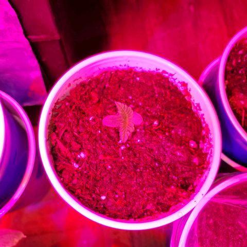 Unknown strain growlog photo: All newborns are looking good,  got root hormones and water today