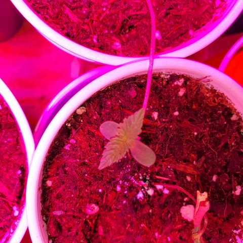 Unknown strain growlog photo: All newborns are looking good,  got root hormones and water today