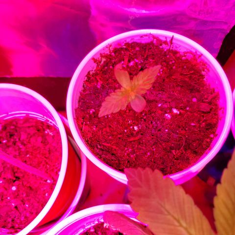 Unknown strain growlog photo: All newborns are looking good,  got root hormones and water today