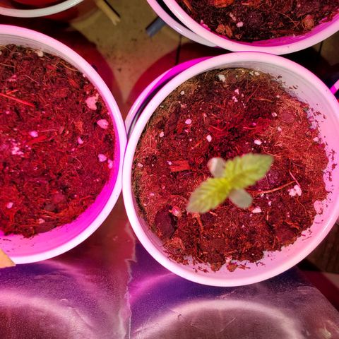 Unknown strain growlog photo: All newborns are looking good,  got root hormones and water today
