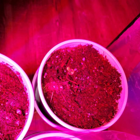 Unknown strain growlog photo: All newborns are looking good,  got root hormones and water today