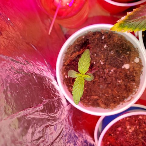 Unknown strain growlog photo: All newborns are looking good,  got root hormones and water today