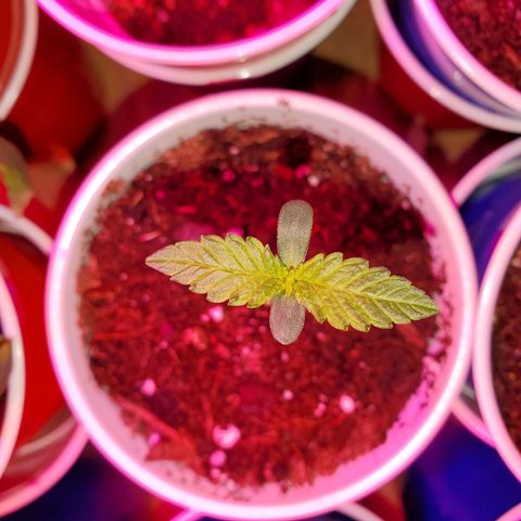 Unknown strain growlog photo: All newborns are looking good,  got root hormones and water today