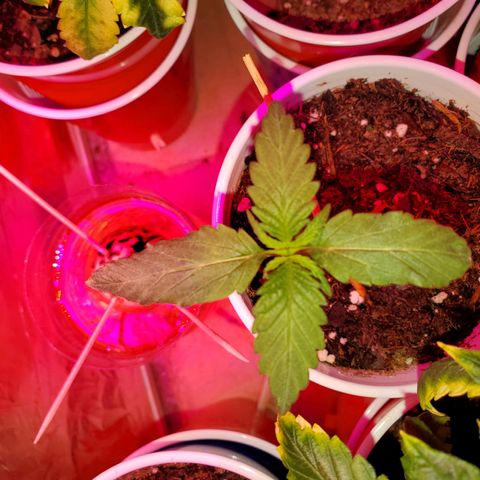 Unknown strain growlog photo: This newborn is growing quicker than the rest