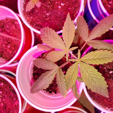 Unknown strain growlog photo: My teens are looking really well.  Deformed one, I call "My Little Circus Act".  Two were topped.  One that looks more nute burn is the topped one absorbing all nutrients till she fully recovers