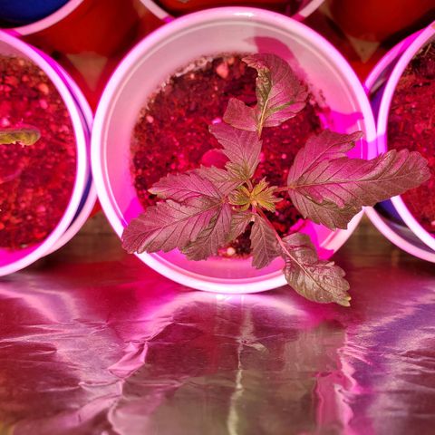Unknown strain growlog photo: My teens are looking really well.  Deformed one, I call "My Little Circus Act".  Two were topped.  One that looks more nute burn is the topped one absorbing all nutrients till she fully recovers