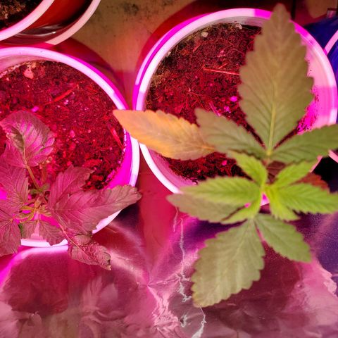 Unknown strain growlog photo: My teens are looking really well.  Deformed one, I call "My Little Circus Act".  Two were topped.  One that looks more nute burn is the topped one absorbing all nutrients till she fully recovers